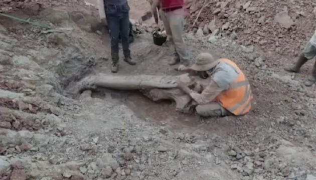 Brezilya'da dev dinozor türü keşfedildi