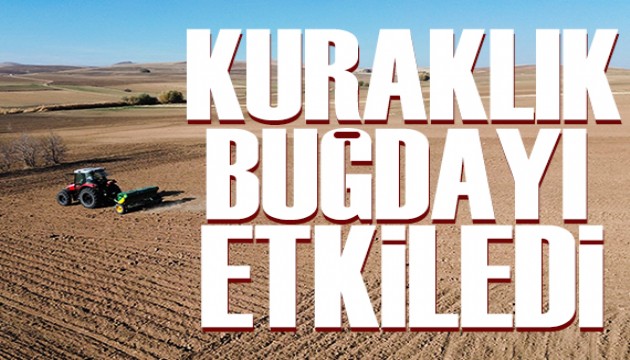 Kuraklık nedeniyle buğday ekimi sarktı