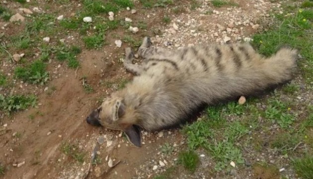 Nesli tehlike altında olan çizgili sırtlan telef oldu