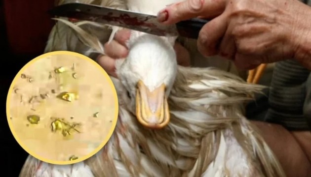 Ördek keserken altın buldu