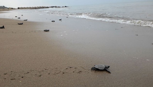 Kızılot sahili caretta carettalara ev sahibi oldu