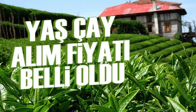 Yaş çay alım fiyatı belli oldu