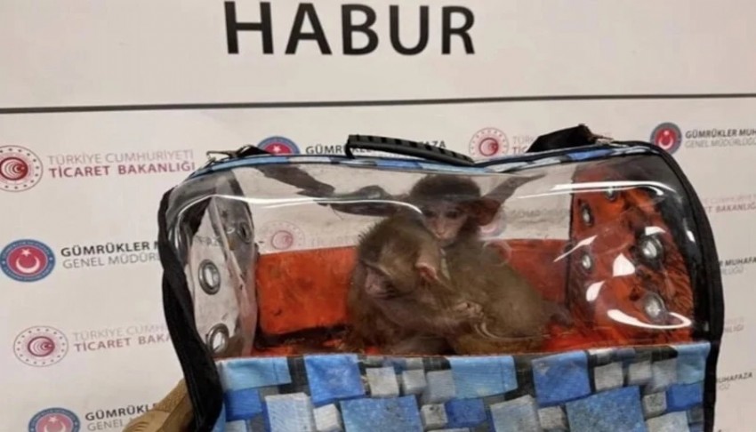 Binlerce canlı hayvan kurtarıldı