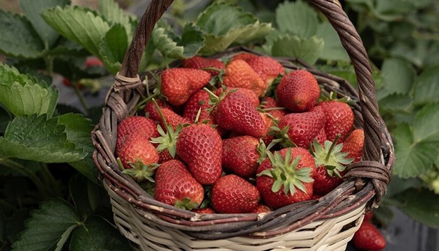 Emiralem çileğinde verim arttı