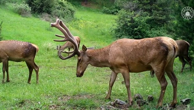 Çorum'da yabani hayvanlar görüntülendi