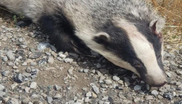 Türkiye’de nadir görülüyordu, ölüsü bulundu