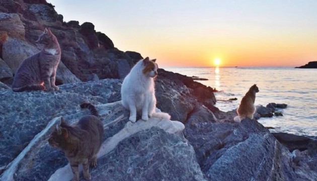 Kedi severlere 1 ay ücretsiz tatil