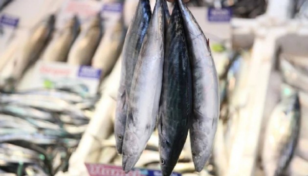 Palamut fiyatları uçtu