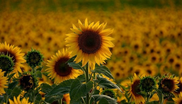 Ayçiçek alım fiyatları belli oldu