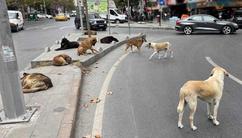 Ankara'da sokak hayvanlarını besleme yasağına iptal