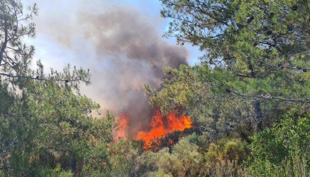 Marmaris'teki orman yangını şüphelisi suçunu itiraf etti