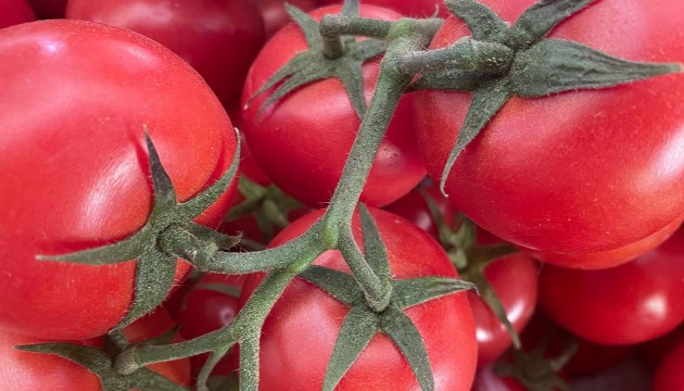 Rusya'ya domates ihracatında kota artırıldı