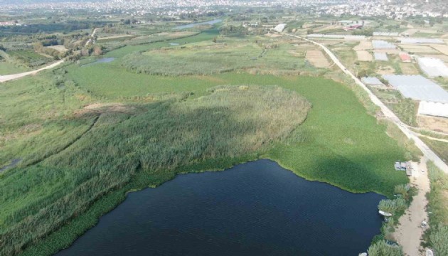 Hatay'da Asi Nehri'ni yeniden su sümbülleri kapladı