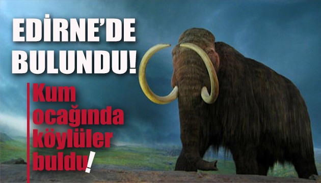 Edirne'de mamut fosilleri bulundu