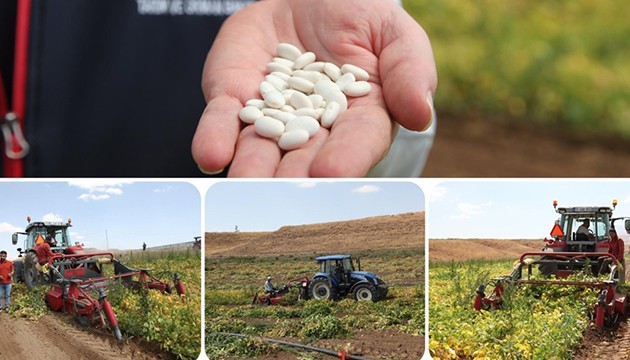 Kuru fasulye hasadı başladı