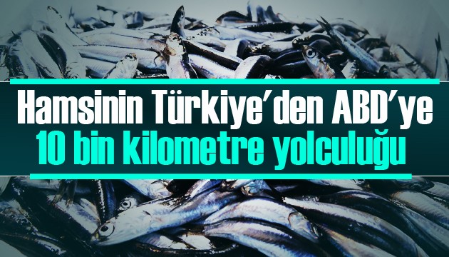 Hamsinin Türkiye'den ABD'ye 10 bin kilometre yolculuğu 