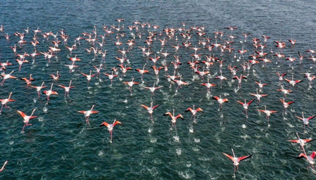 Hindistan'da yolcu uçağı flamingo sürüsüne çarptı