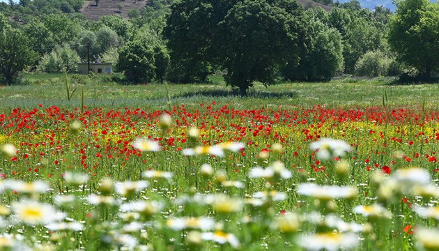 Tarlalar gelinciklerle kırmızıya büründü
