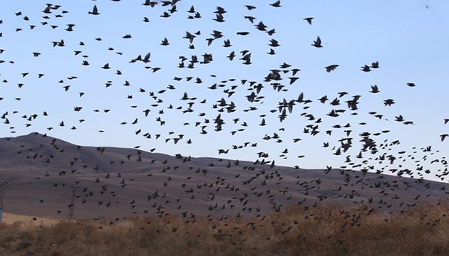 Kuşların göç yolculuğu başladı