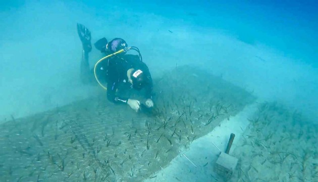 Göcek'te 2 bin yaşında deniz çayırı keşfedildi