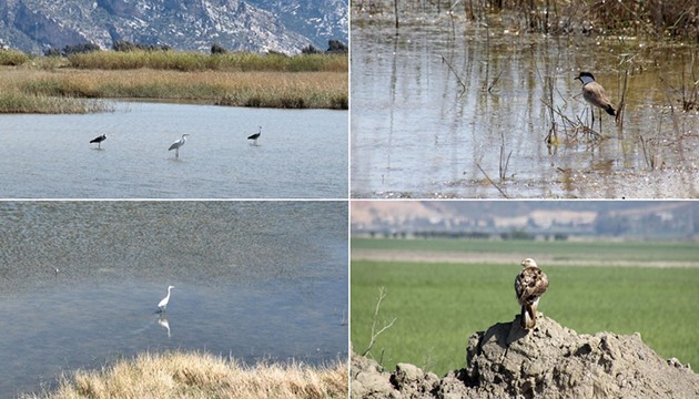 Hatay'da 233 kuş türü gözlemlendi