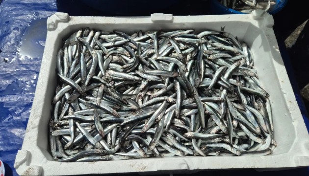 Tezgahların en ucuz balığı