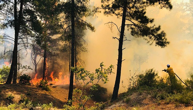 Alanya'da orman yangını!