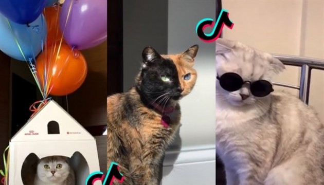 TikTok'a yeni suçlama: Kedi videoları çok enerji tüketiyor