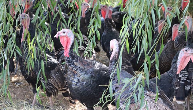 Yılbaşı öncesi hindi talebi arttı