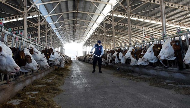 Türkiye'de toplanan inek sütü miktarı arttı!