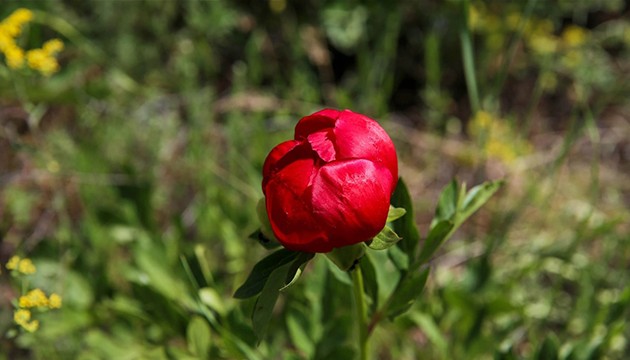 Ender görülen İtecik lalesi kan kırmızı rengine büründü