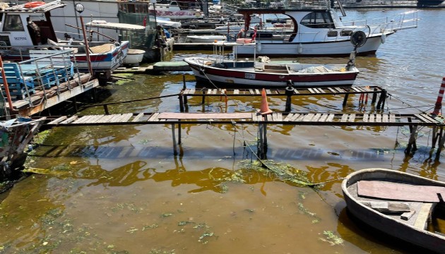 İzmit Körfezi'nde deniz kahverengiye döndü