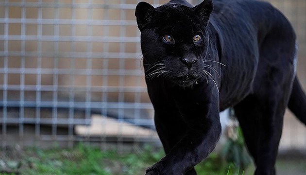 Jaguar Juliet'ten acı haber