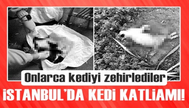 İstanbul'da kedi katliamı! Onlarca kediyi zehirlediler...