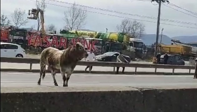 Kaçan boğa trafiği birbirine kattı!