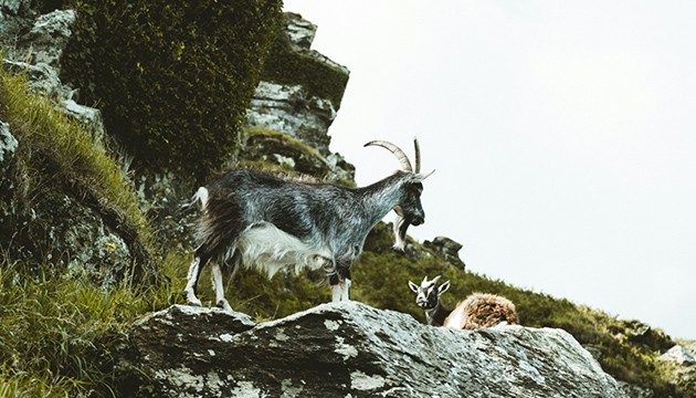 Yaban keçisi avlayan kişiye dev ceza