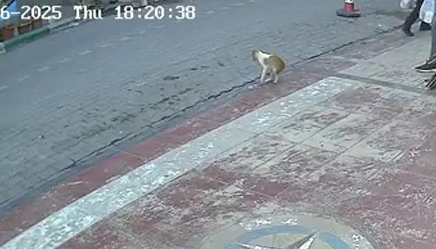 Kediyi Heimlich manevrasıyla kurtardı