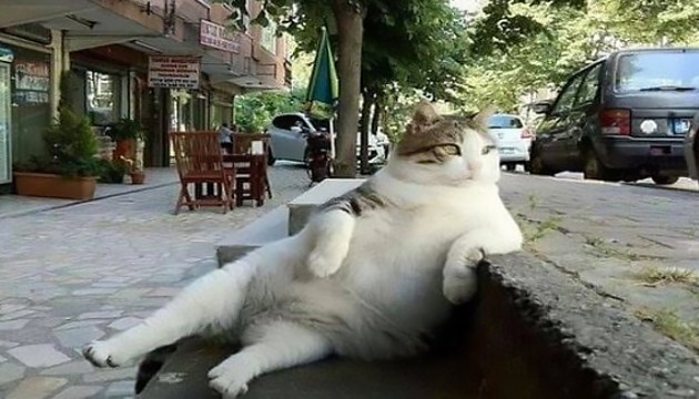 Kedilerdeki kanser araştırmaları, insanlar için de umut olabilir