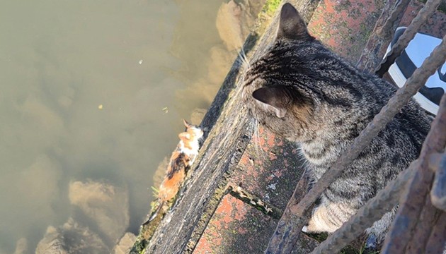Anne kedi yavrusunun kurtarılmasını bekledi