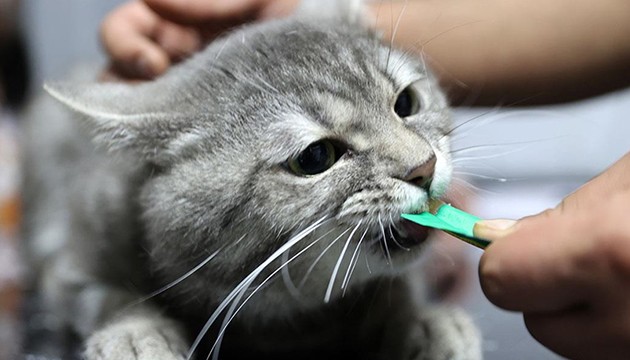 Gıdadan zehirlenen kedi dört ayak üzerine düştü