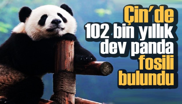 Çin'de 102 bin yıllık dev panda fosili bulundu