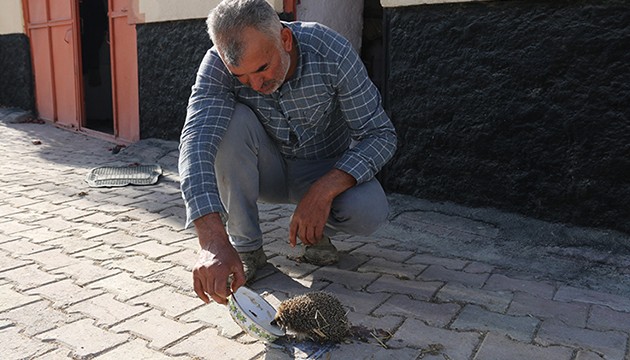 Kirpiyi her sabah böyle besliyor