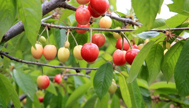 İlk kiraz hasadı yapıldı