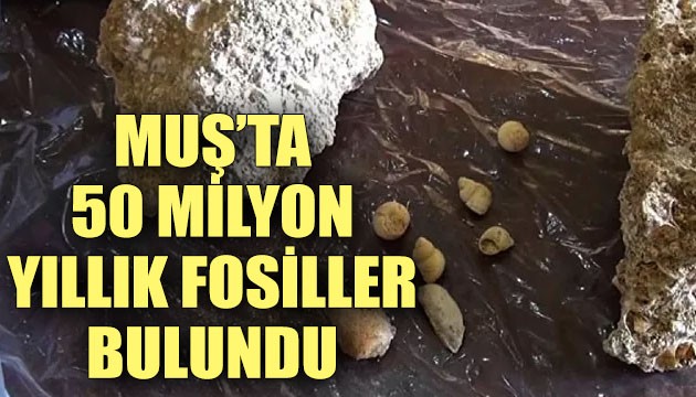 Muş'ta 50 milyon yıllık fosiller bulundu!