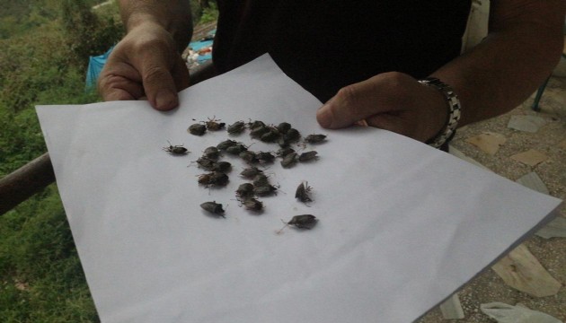 Kahverengi kokarcaya karşı mücadele devam ediyor