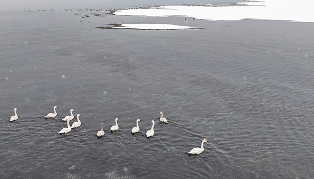 Ötücü kuğular Van'da