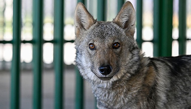 Evde alıkonulan kurt korumaya alındı