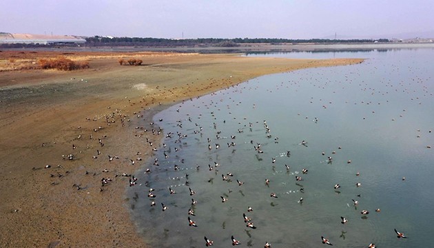 Cip Baraj Gölü binlerce kuşu ağırlıyor