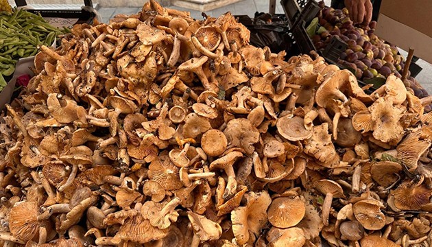 Uzman isimden mantar uyarısı