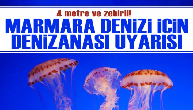 Marmara Denizi için denizanası uyarısı: 4 metre boyunda ve zehirli!